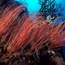 seawhip_cc_v_0705_png1668.jpg